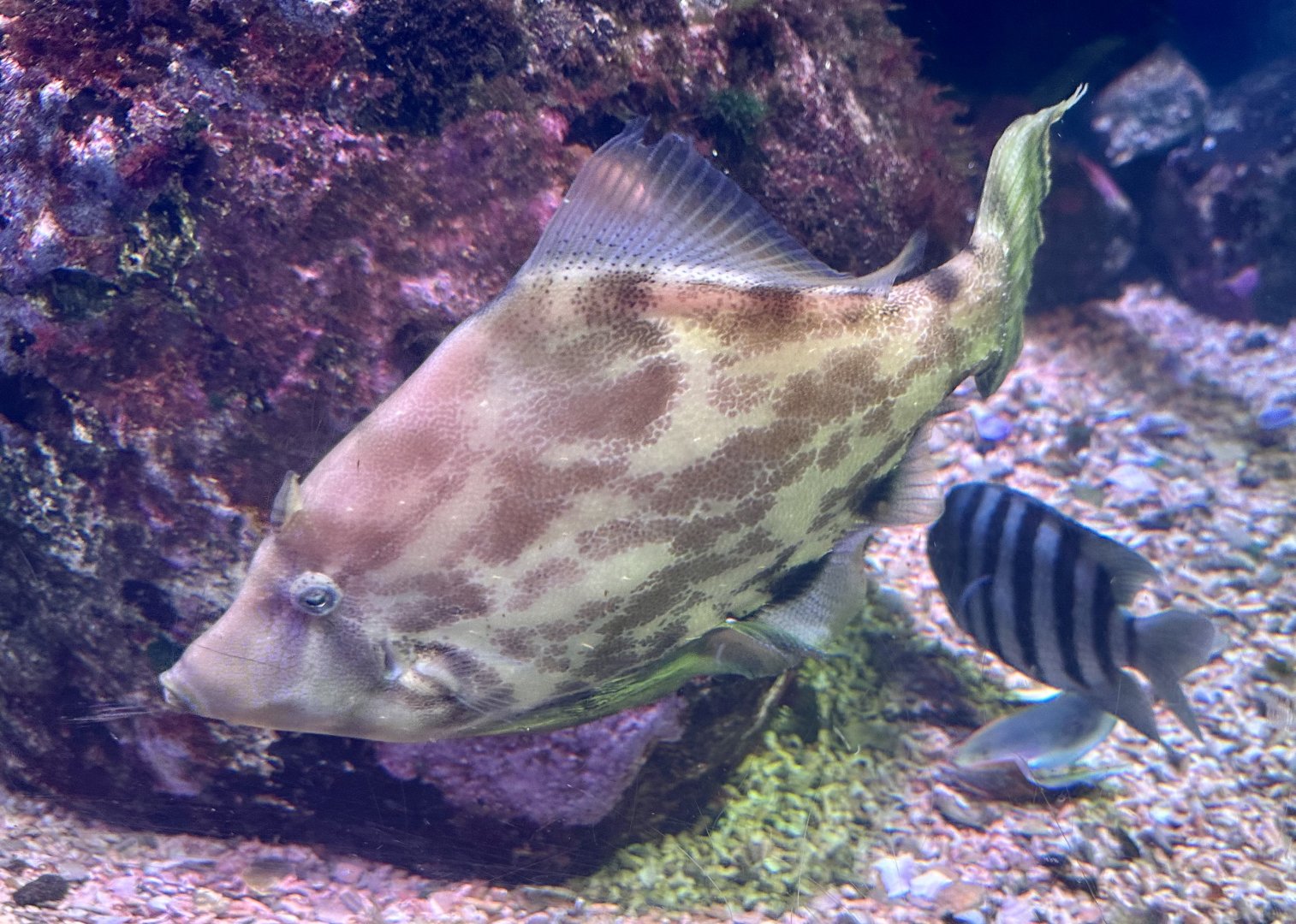 Fantail leatherjacket (Monacanthus chinensis)