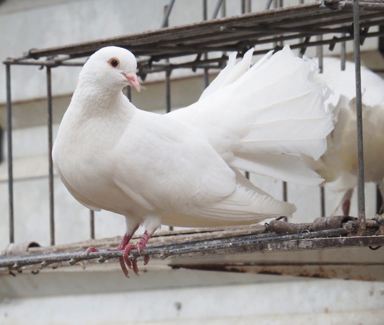 Fantail pigeon (Columba livia domestica), 2022-05-17