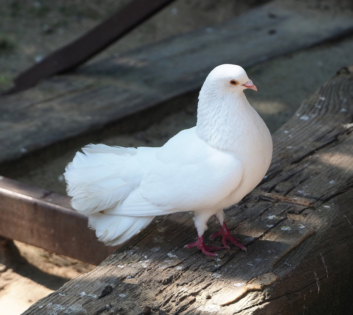 Fantail pigeon (Columba livia domestica), 2023-05-31