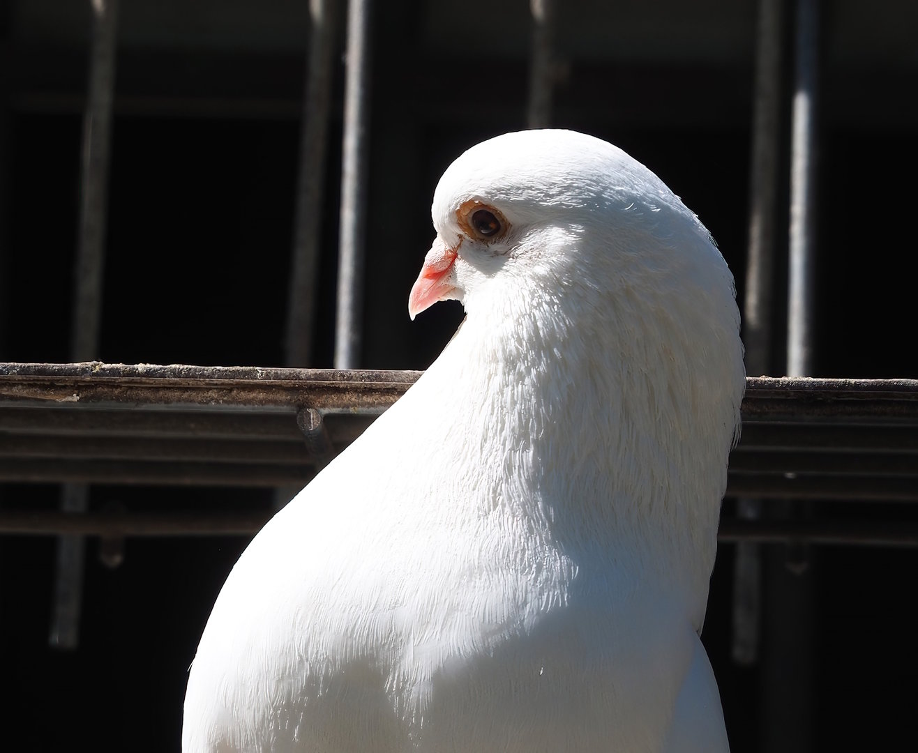 Fantail pigeon (Columba livia domestica), 2023-05-31