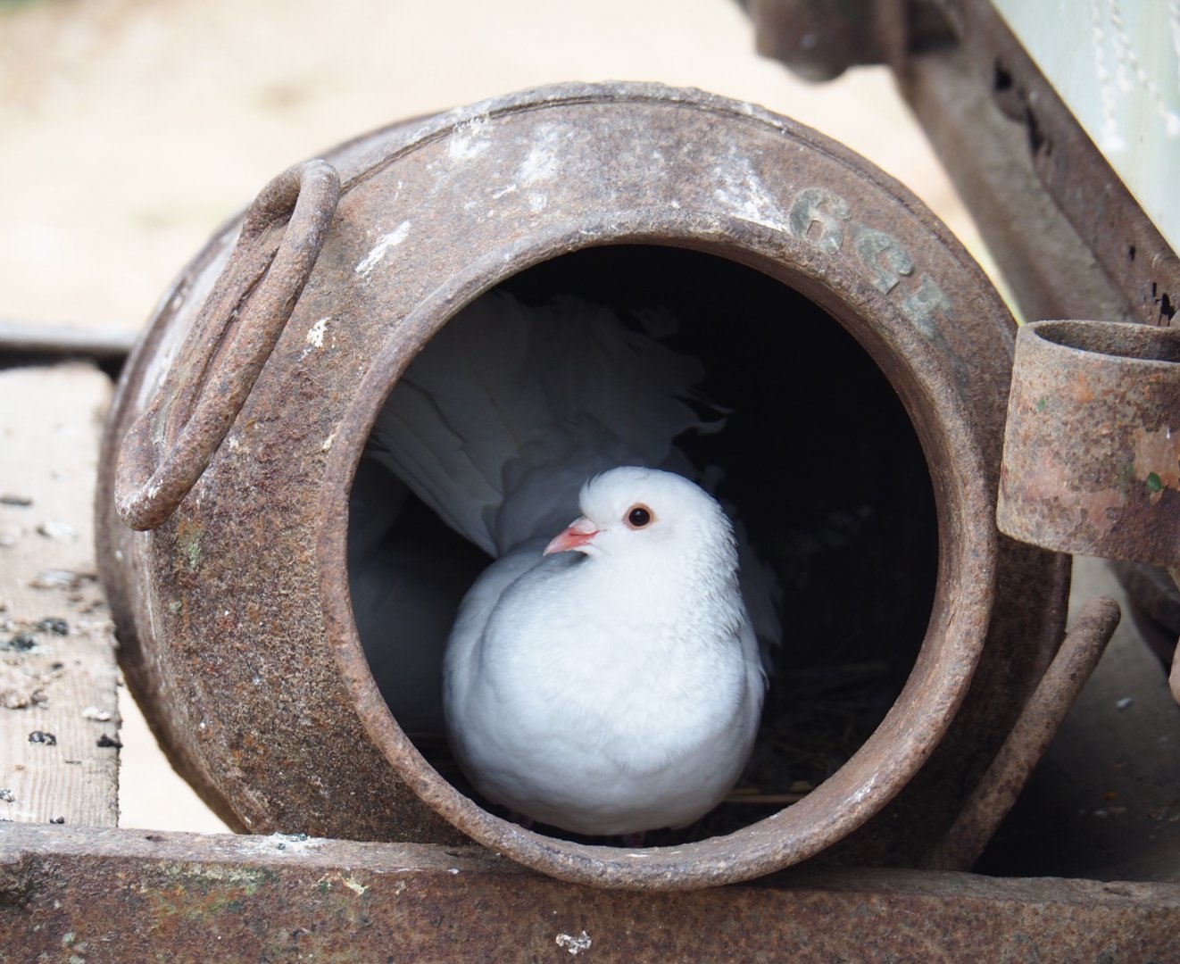 Fantail pigeon (Columba livia domestica) in old milk can, 2022-05-17