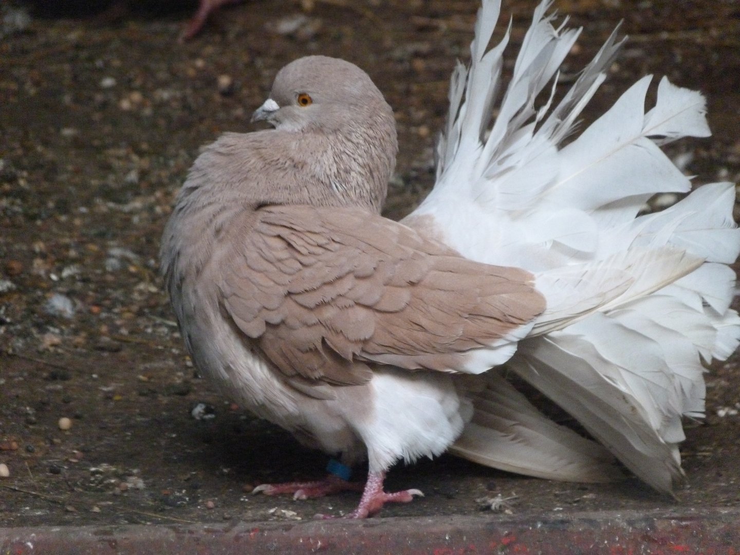 Fantail pigeon -Zoo de Santillana del Mar (2024)