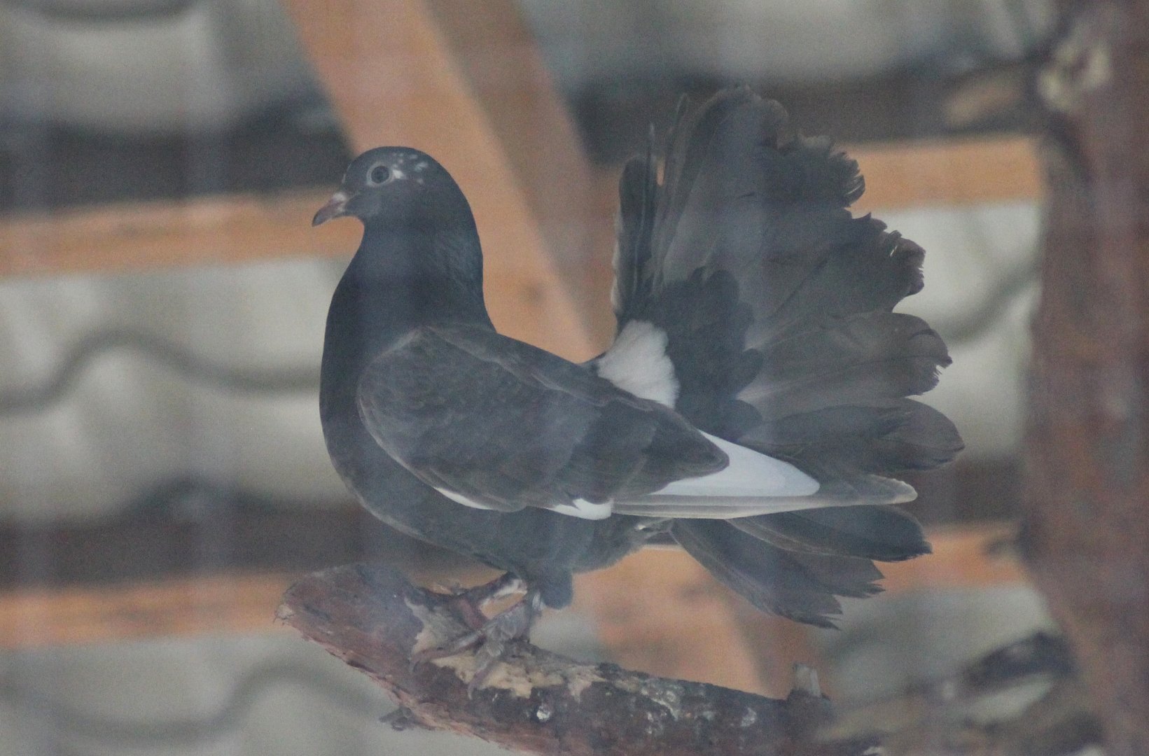 Fantail pigeon