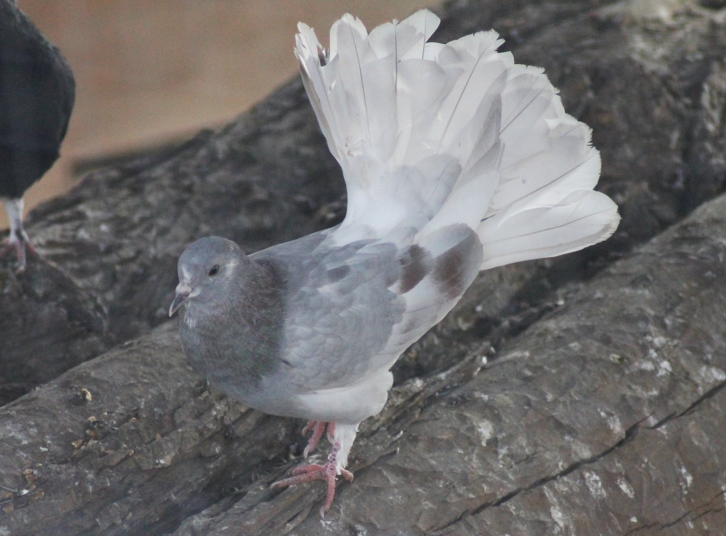 Fantail pigeon
