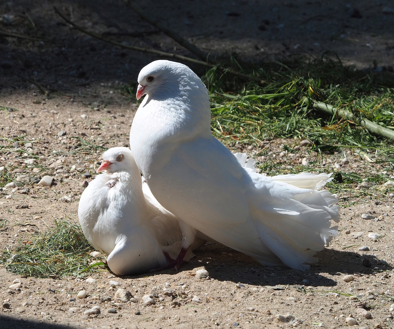 Fantail pigeons (Columba livia domestica), 2023-05-31