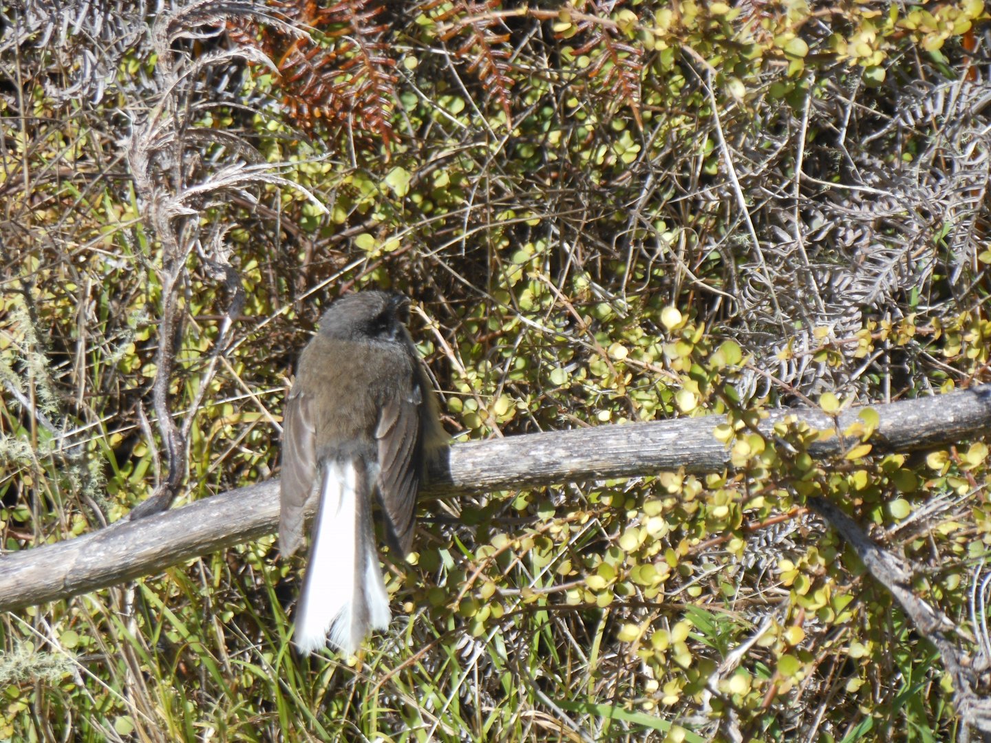 Fantail (Rhipidura fuliginosa)