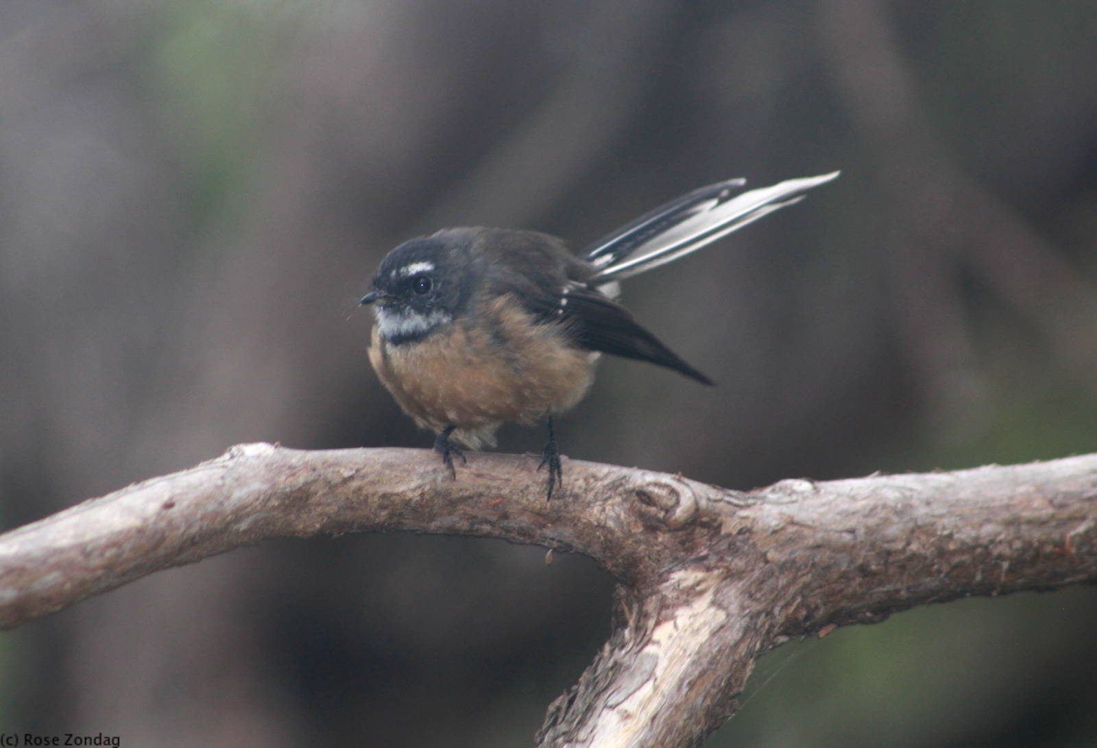 Fantail