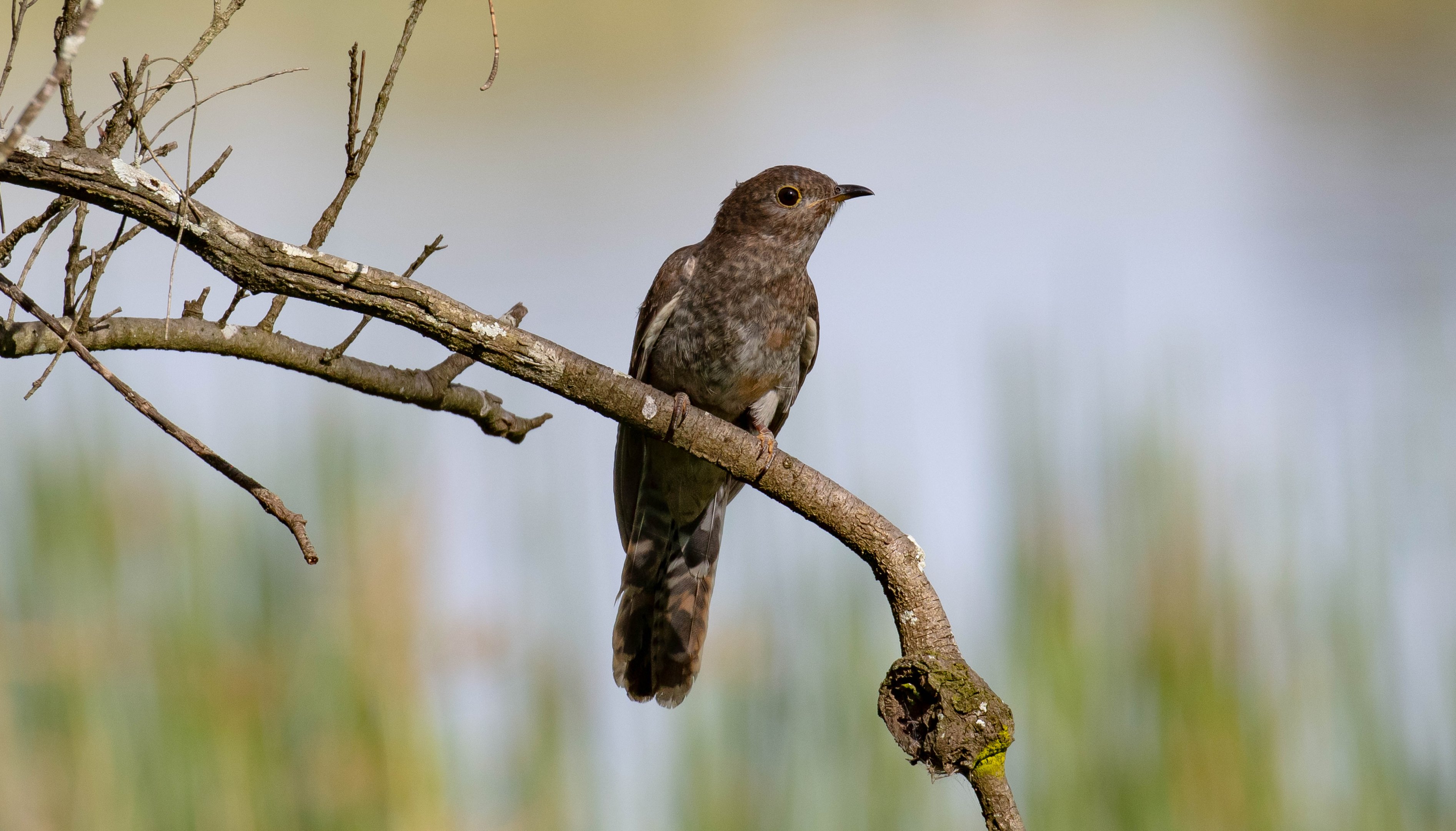 Fantailed Cuckoo (juvenile)