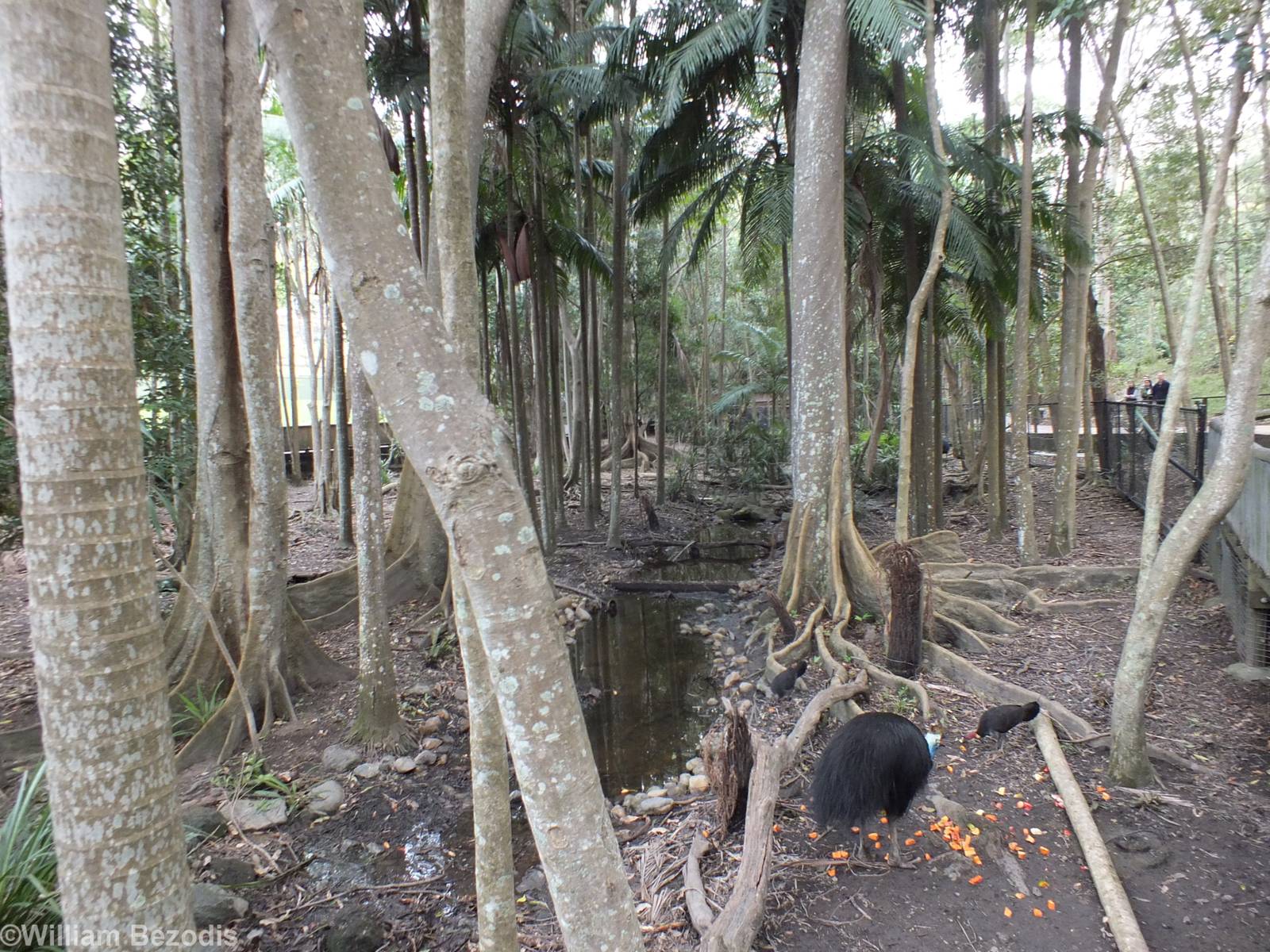 Fantastic Cassowary Enclosure