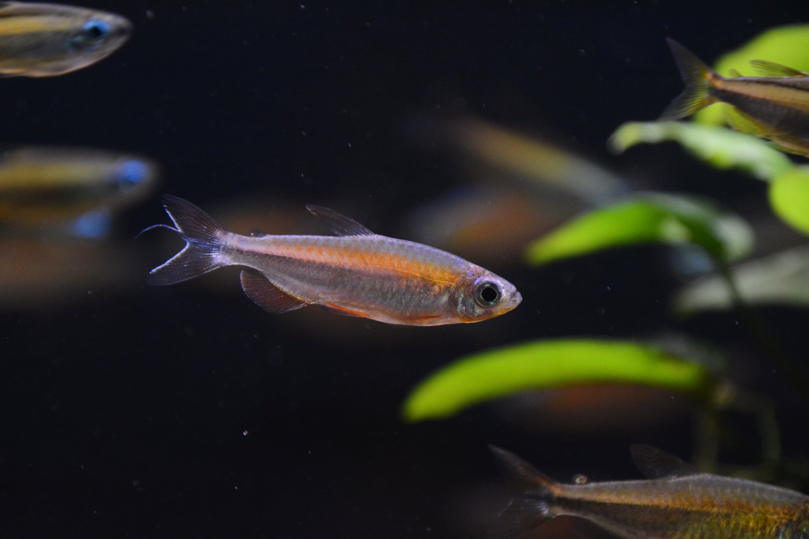 Fantastic Congo tetra (Phenacogrammus sp. “Fantastique”)