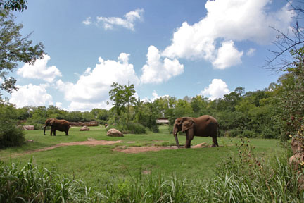 fantastic elephant exhibit