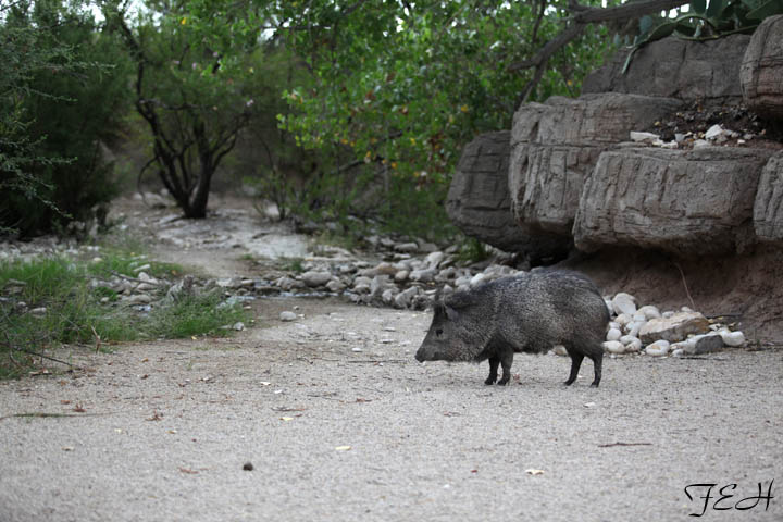 fantastic javelina exhibit