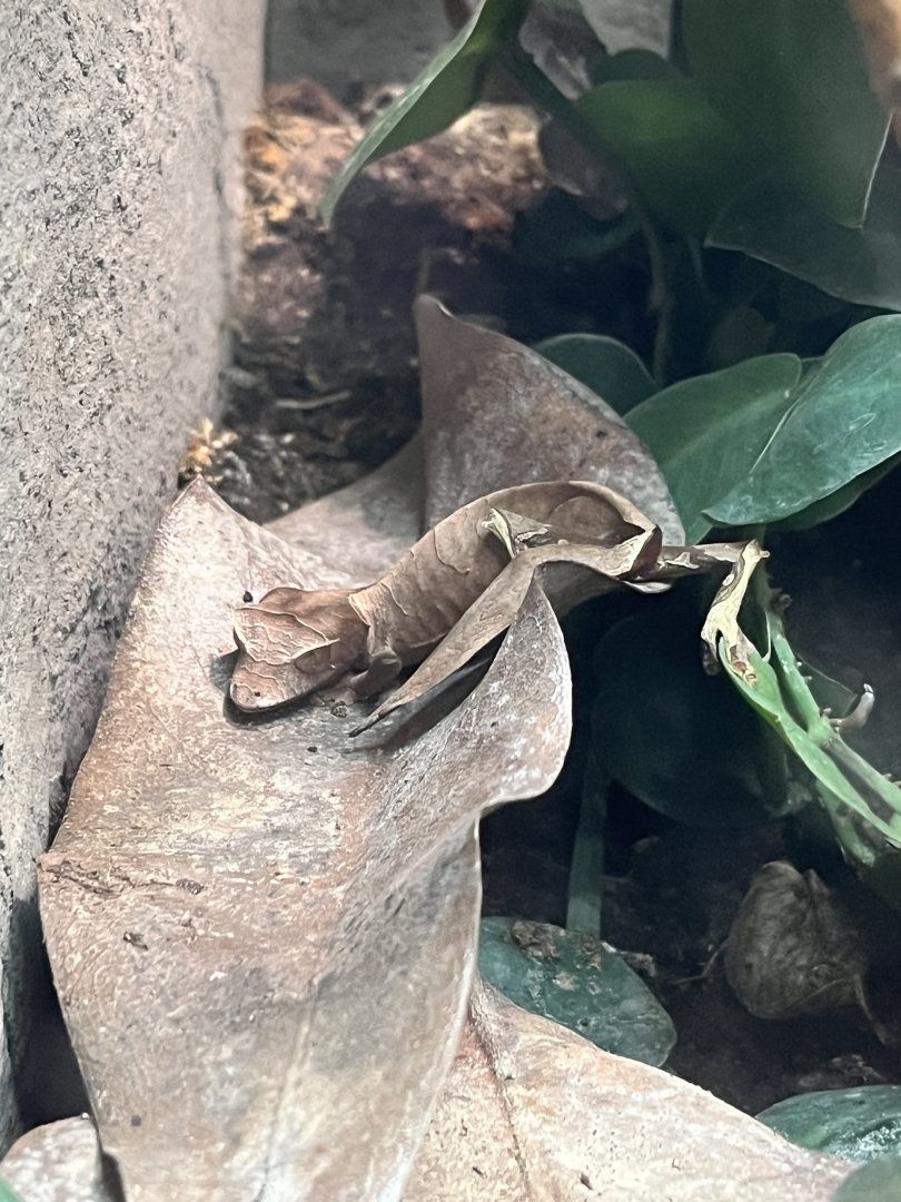 Fantastic Leaf-tailed Gecko (Uroplatus phantasticus)