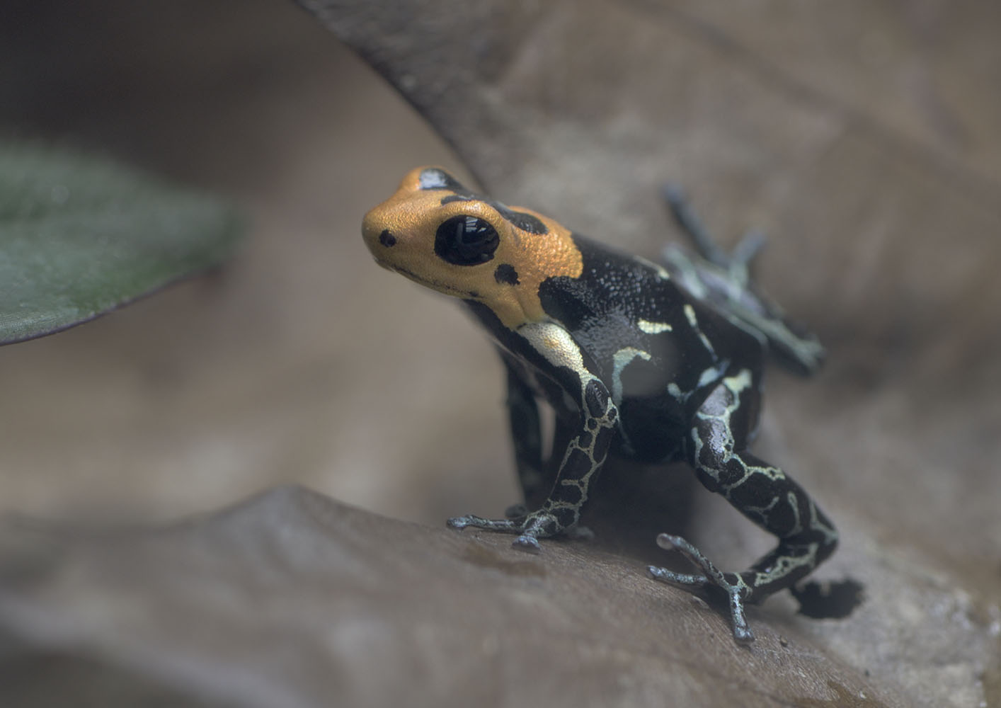 Fantastic poison dart frog