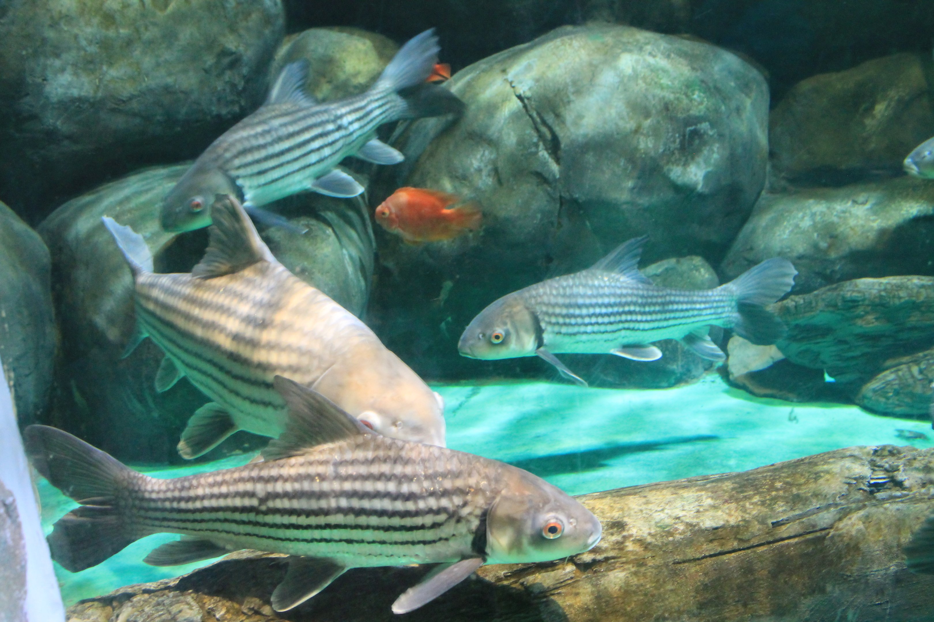 Fantasy Aquarium, Xi'an