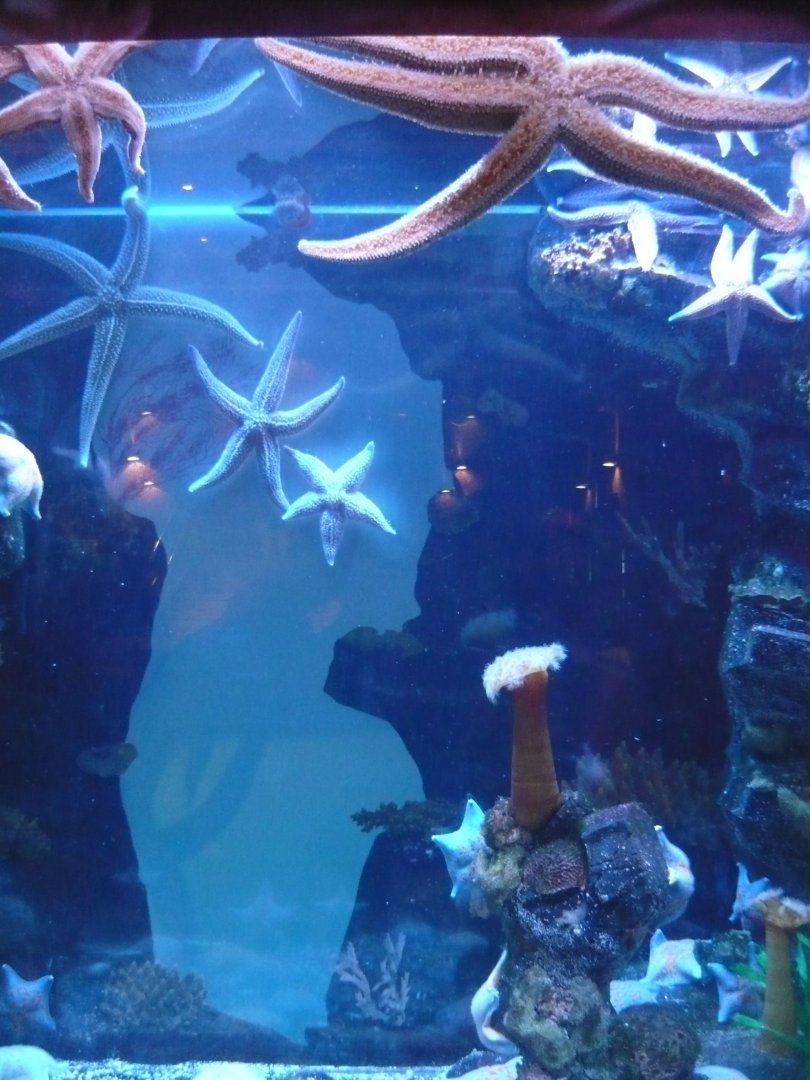Far East temperate sea tank