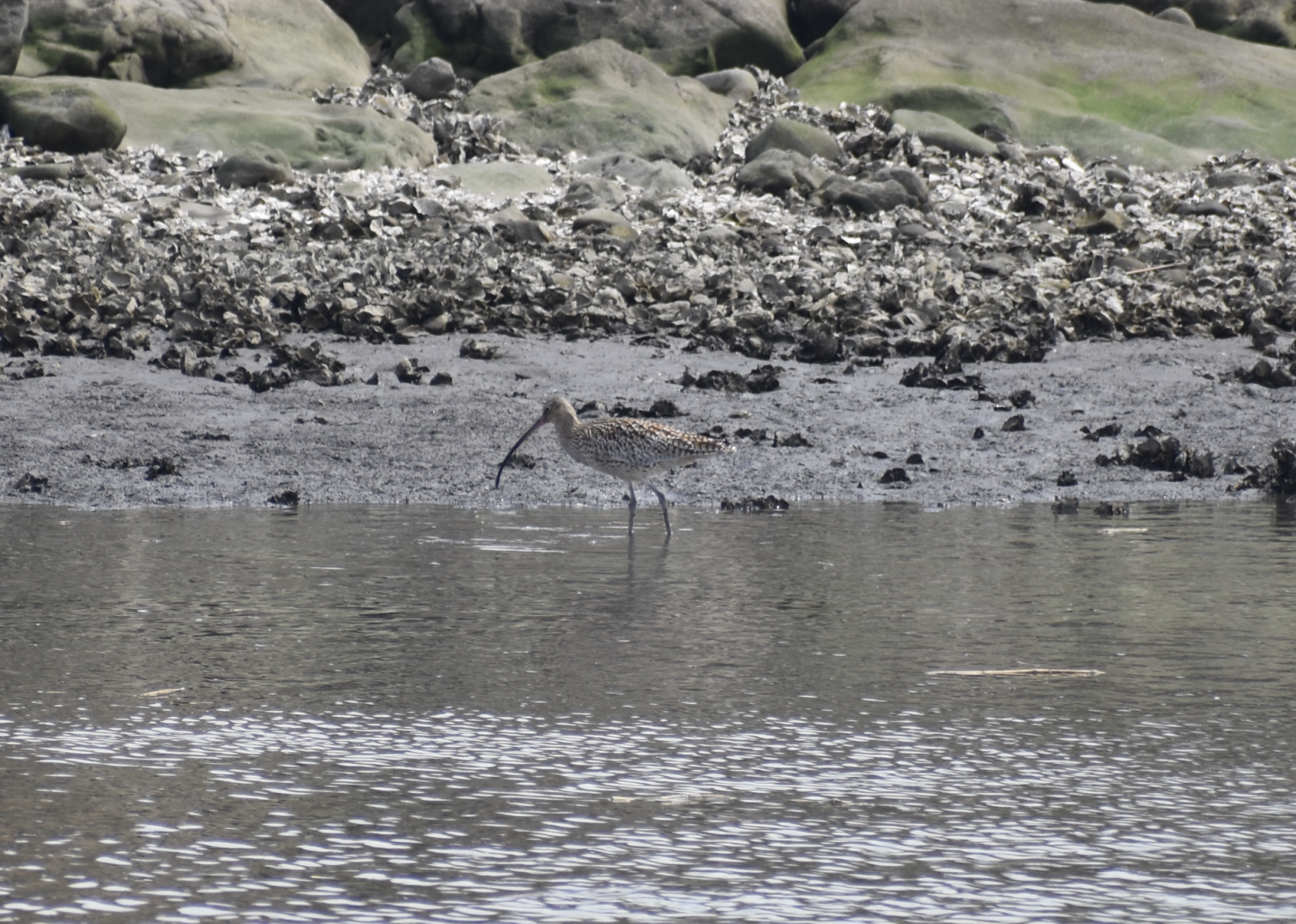Far Eastern Curlew ~ Kasai Rinkai Bird Sanctuary