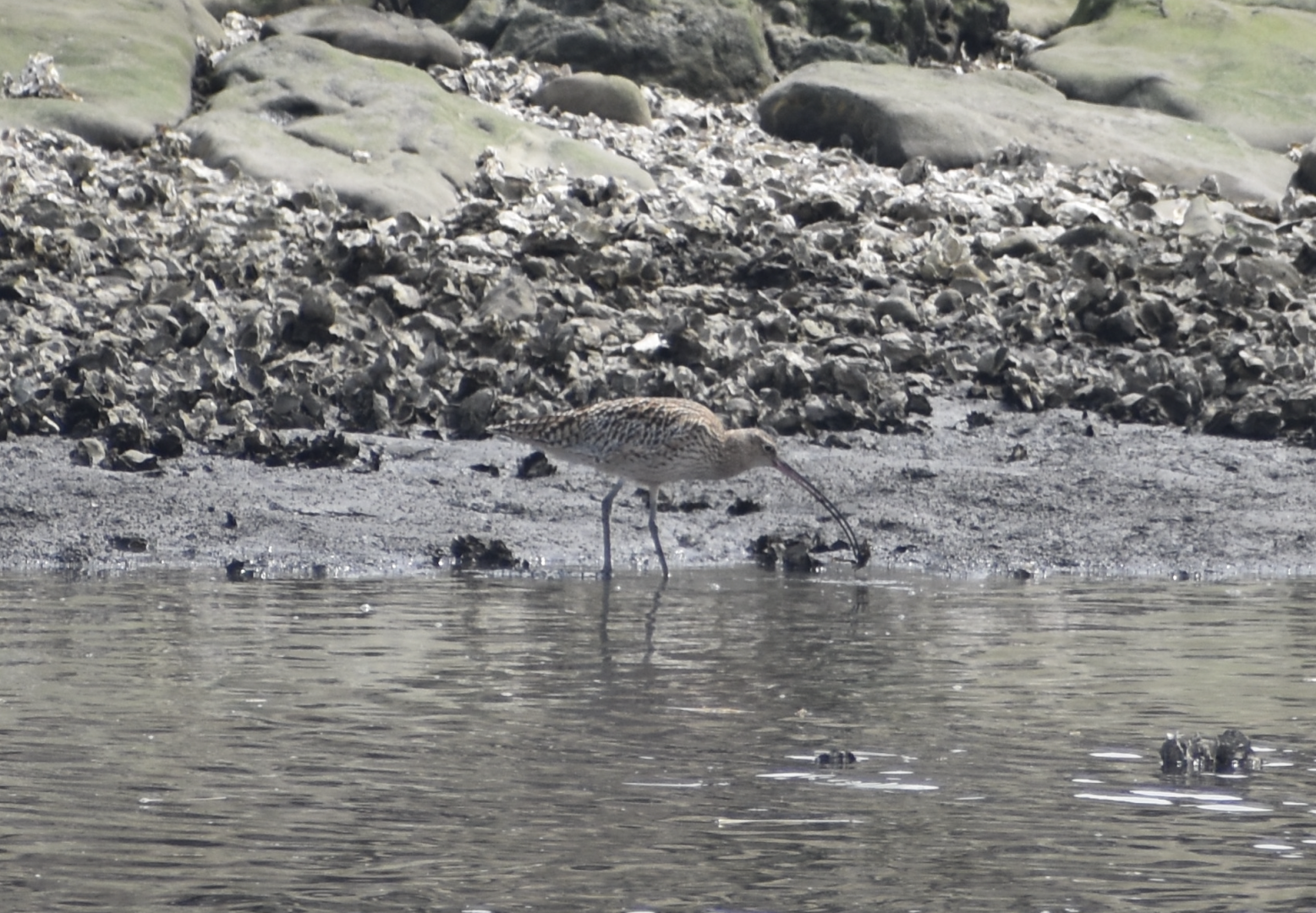 Far Eastern Curlew ~ Kasai Rinkai Bird Sanctuary