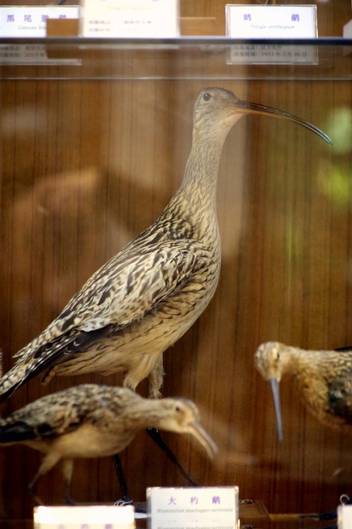 Far Eastern Curlew (Numenius madagascariensis)