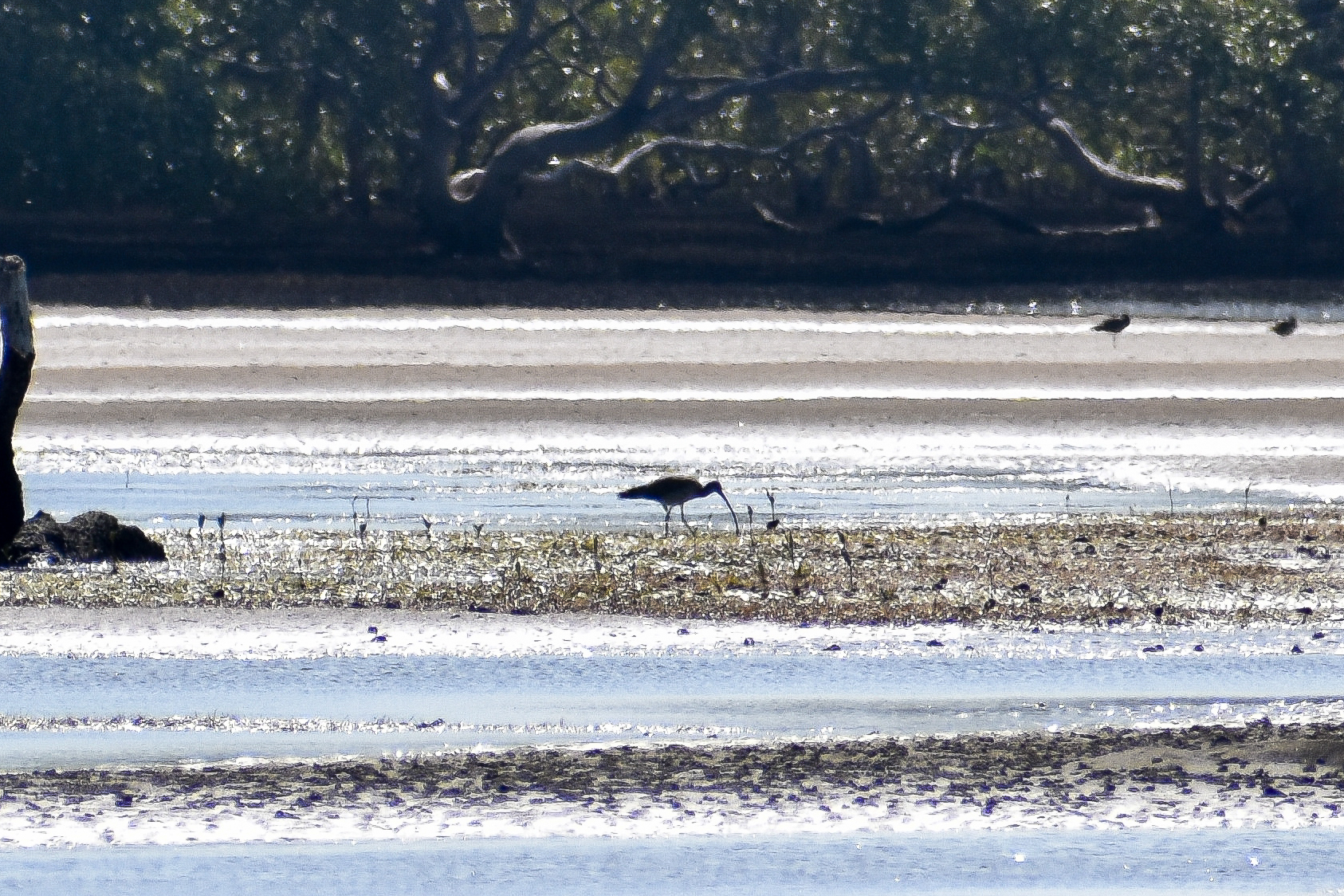 Far Eastern Curlew (Numenius madagascariensis)