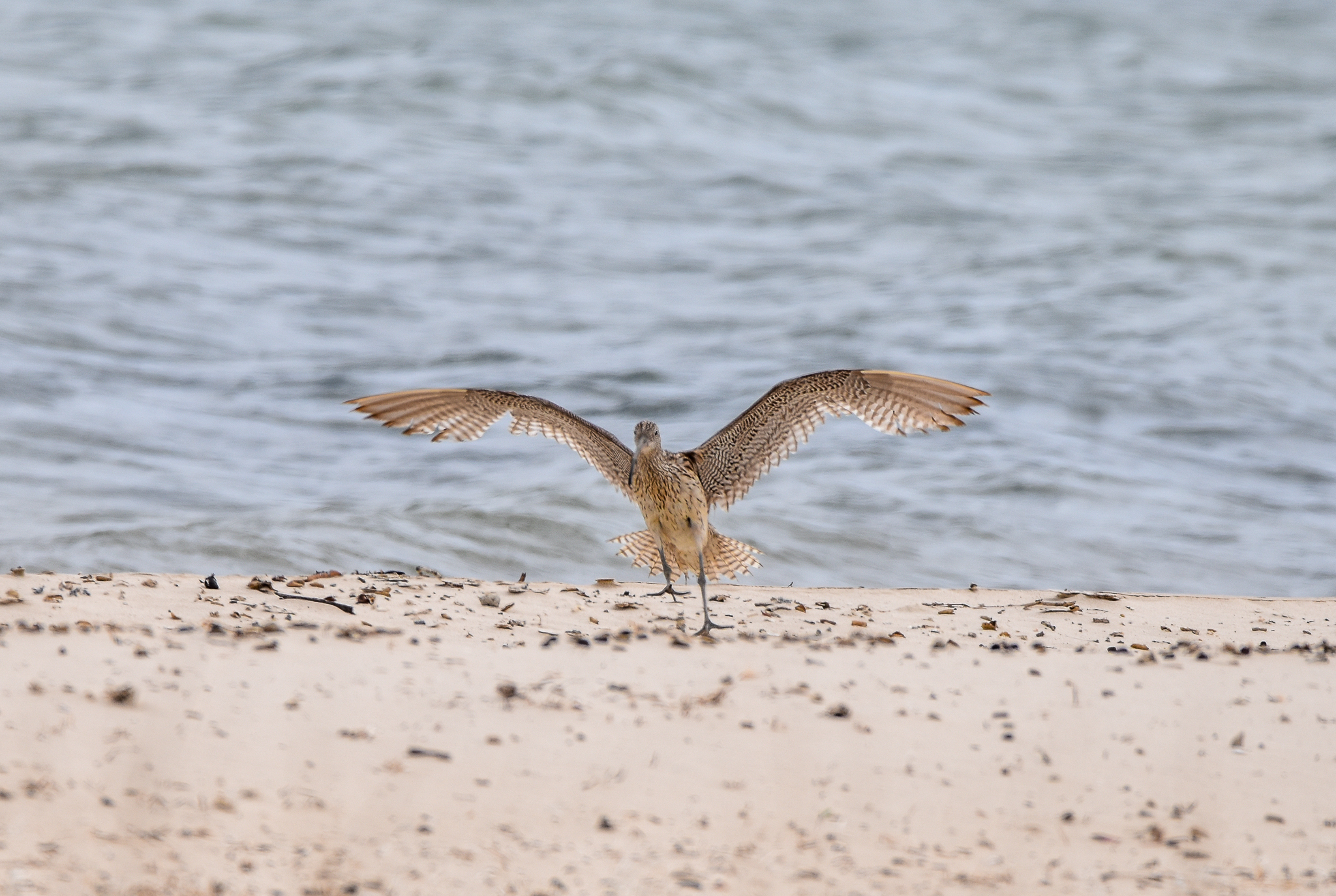 Far-Eastern Curlew