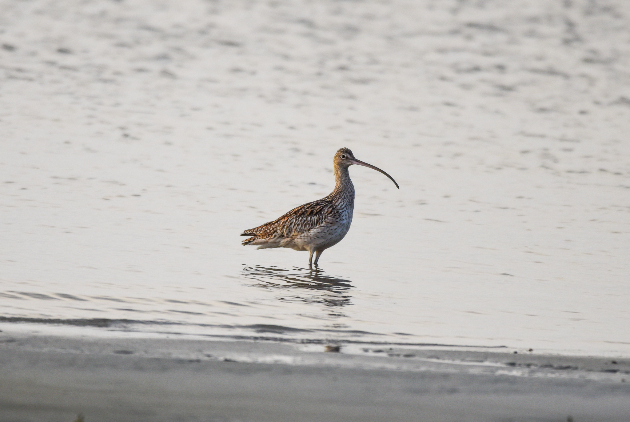 Far Eastern Curlew