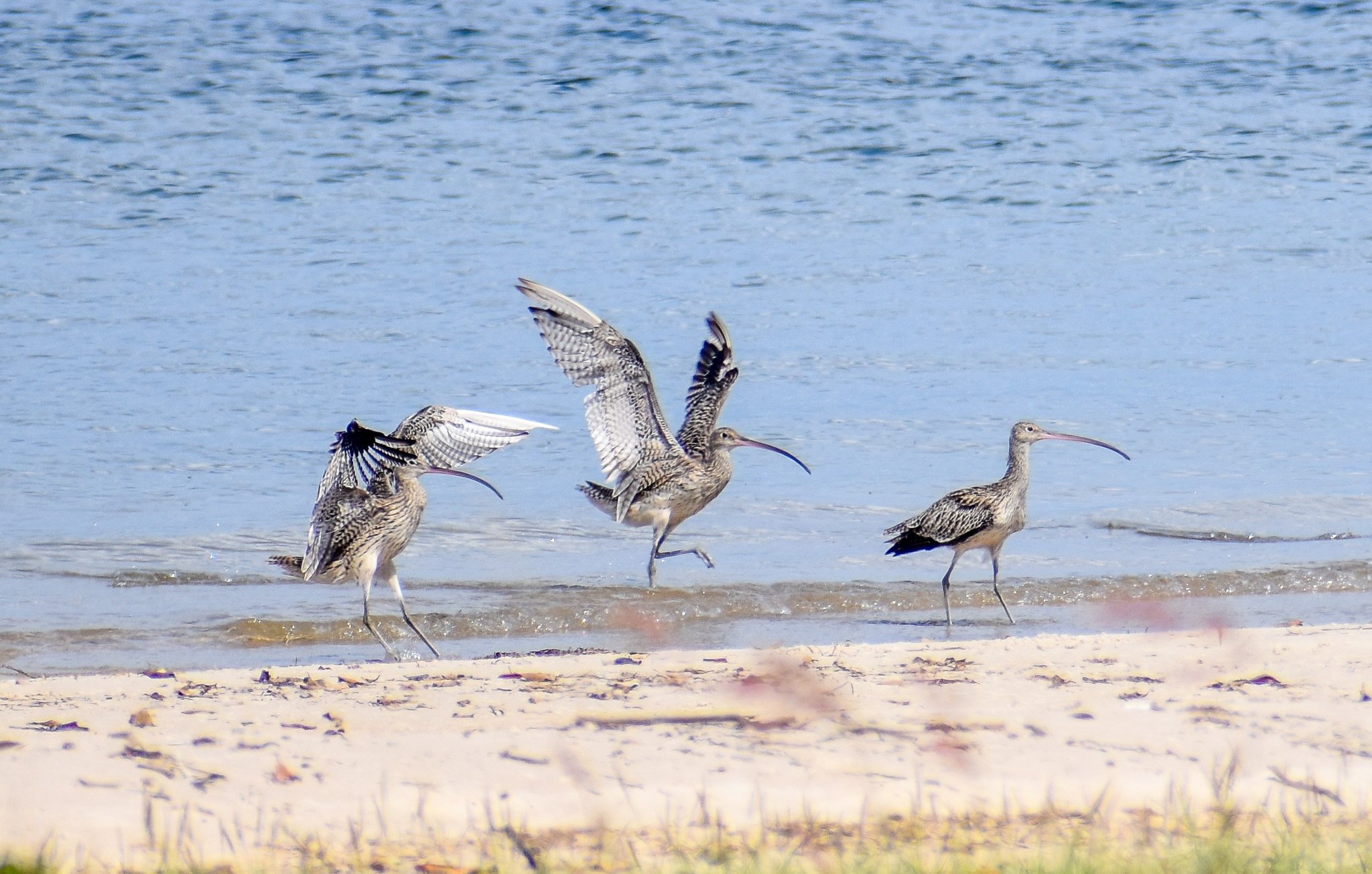 Far Eastern Curlews