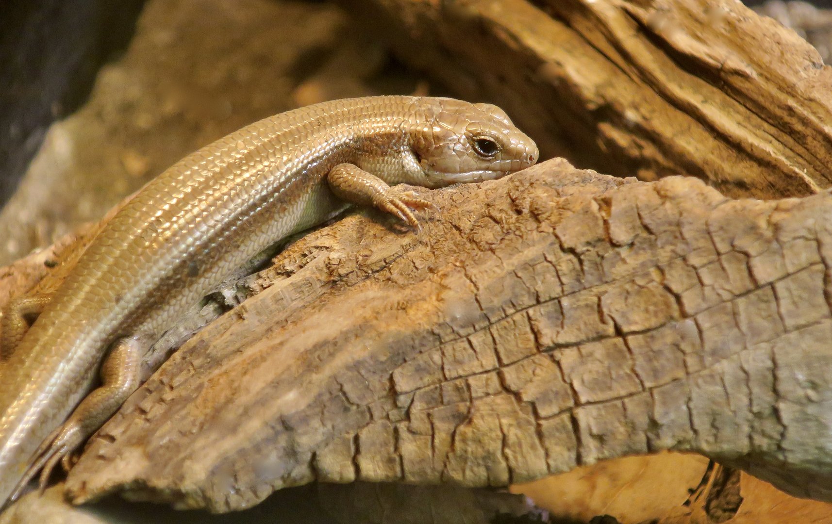 Far Eastern Skink (Plestiodon finitimus)