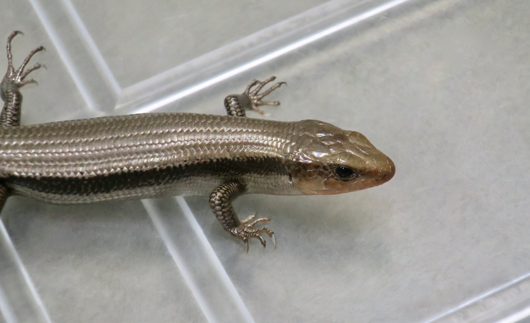Far Eastern Skink (Plestiodon finitimus)