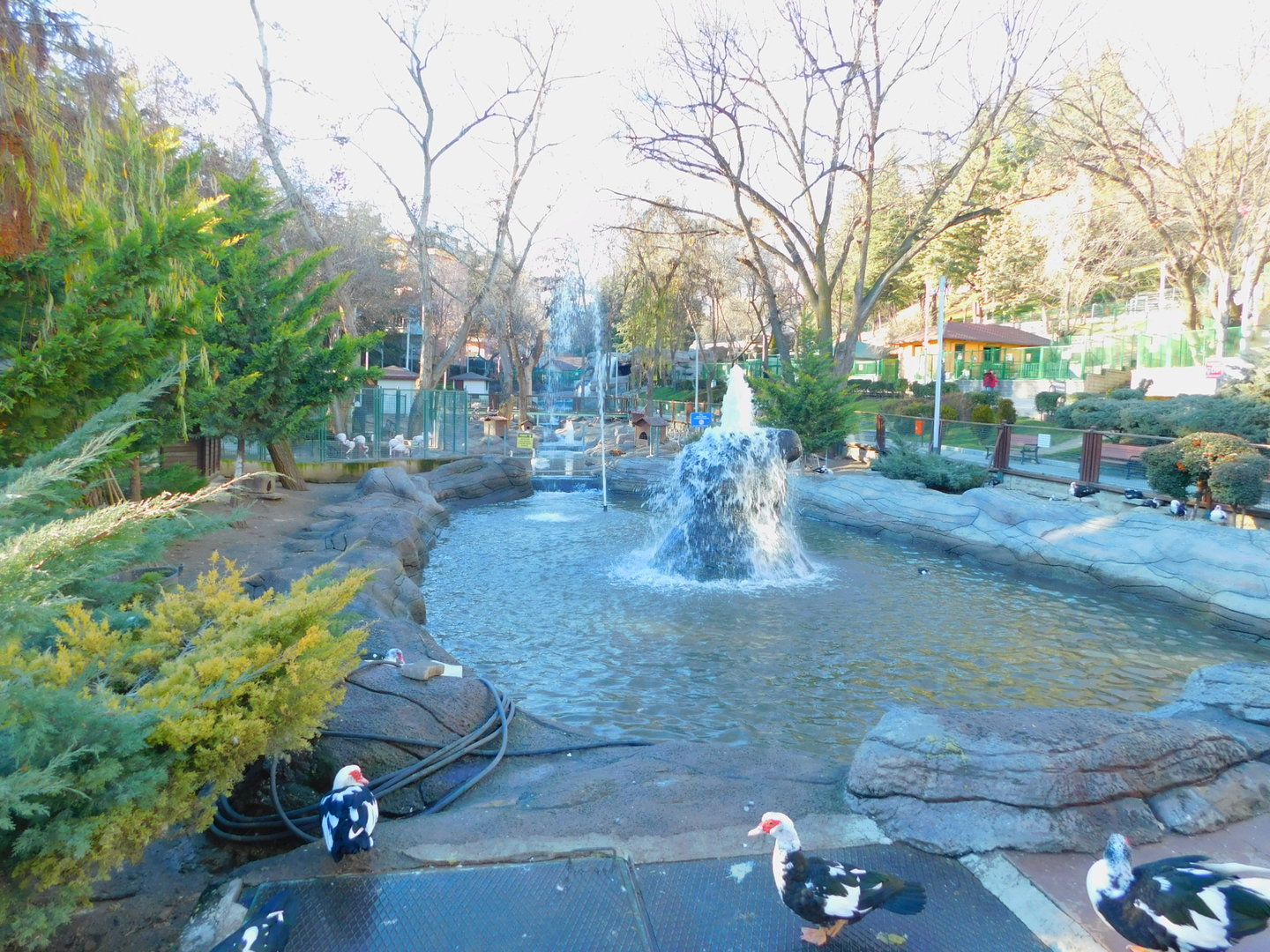 Far end of the Duck Pond at the Ankara Domestic Animal Park