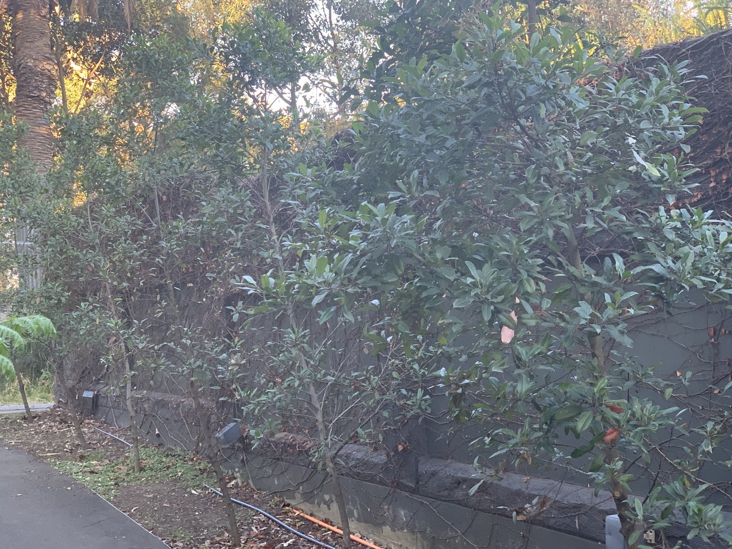 far north-eastern end of Tasmanian Devil complex off public access (once Sumatran Tiger pens until just over 30 years ago)