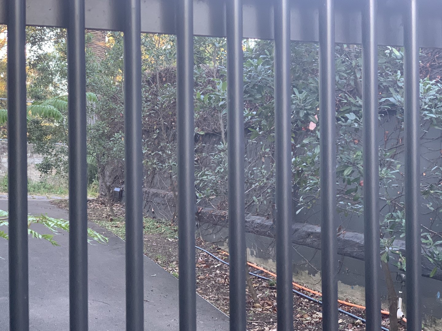 far north-eastern end of Tasmanian Devil complex off public access (once Sumatran Tiger pens until just over 30 years ago)