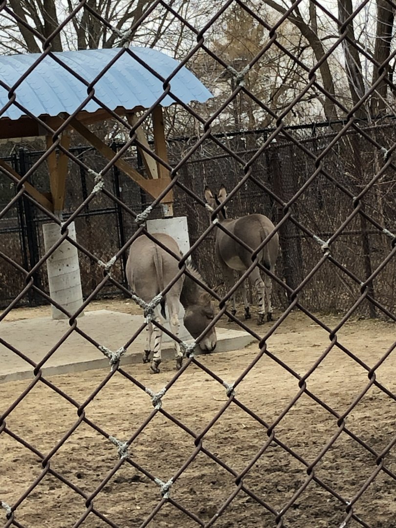 Farah and Luana | Henry Vilas Zoo
