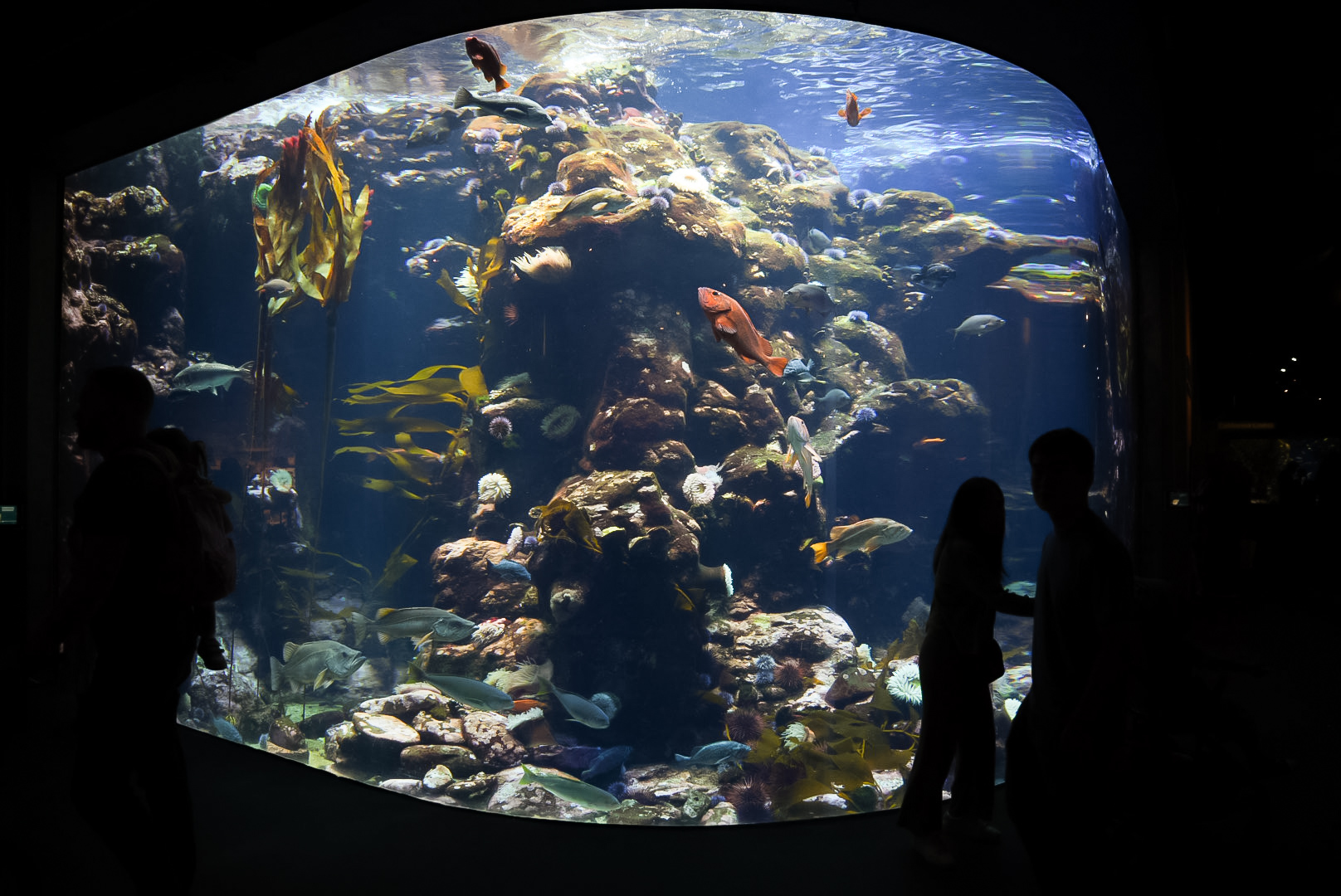 'Farallones National Marine Sanctuary' Tank