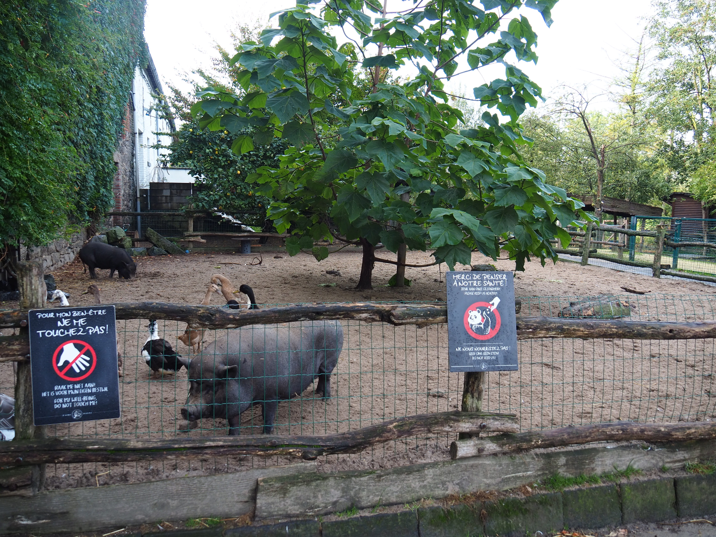 Farm animal area - Vietnamese potbelly pig, Chinese goose and Indian runner duck paddock, 2019-10-04