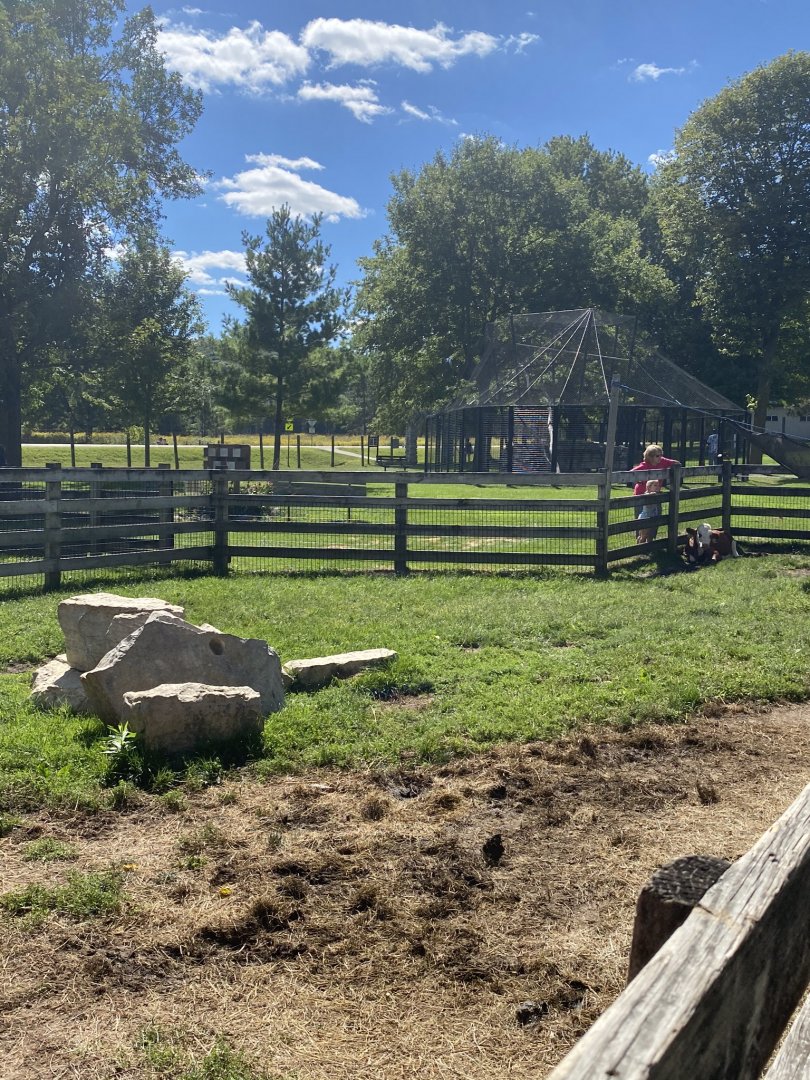 Farm animals- cattle exhibit