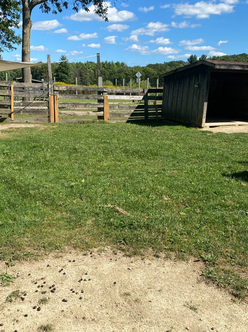 Farm animals- chicken & goat exhibit