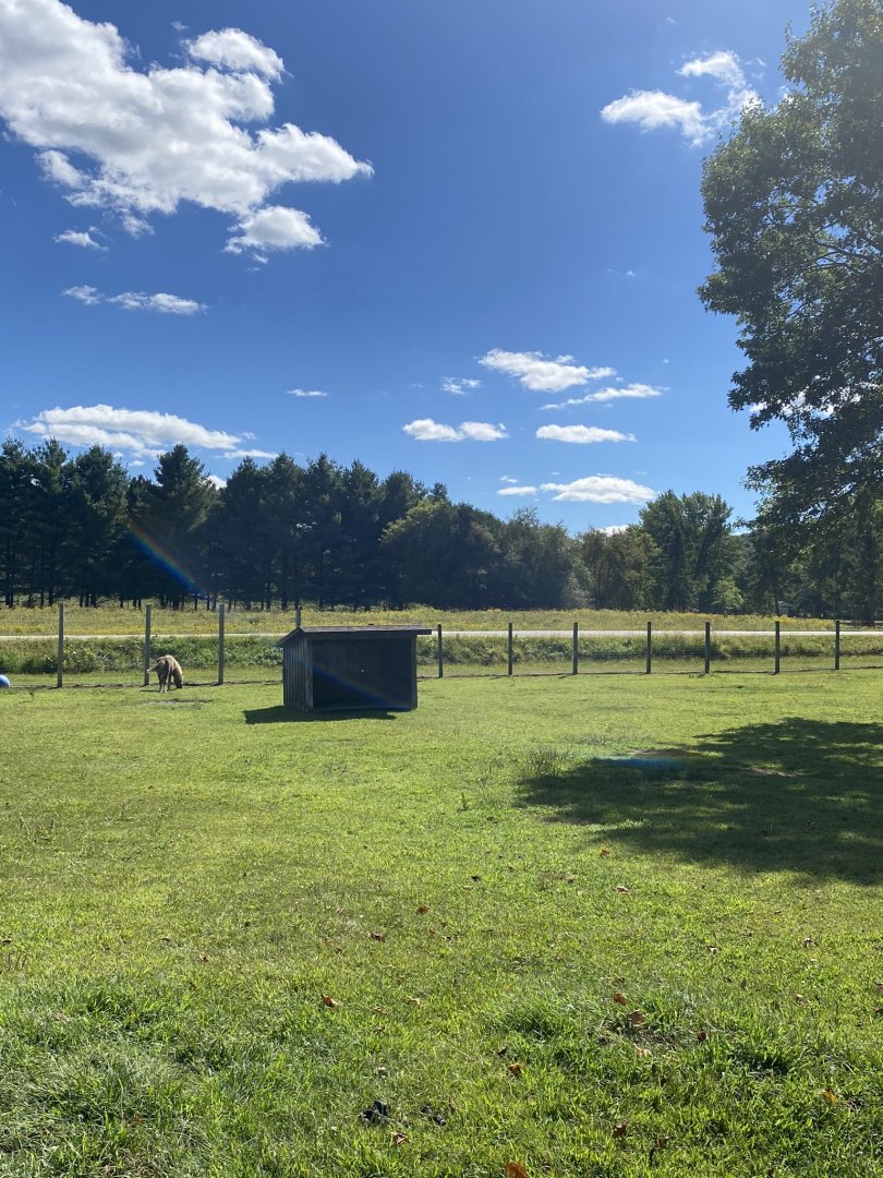 Farm animals- pony & donkey exhibit
