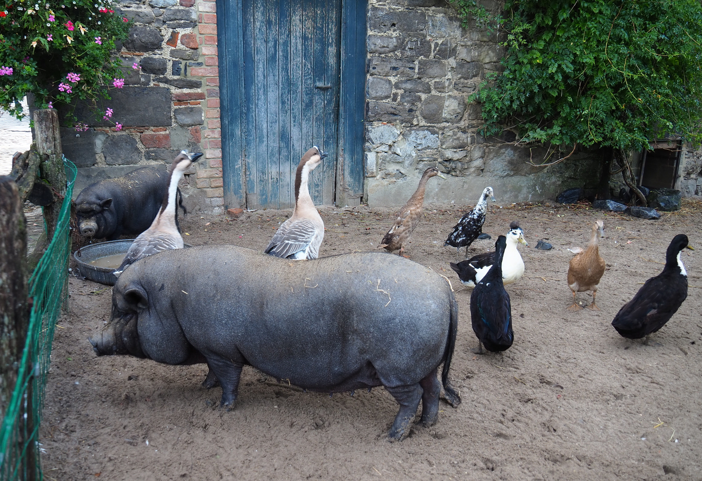 Farm animals - Vietnamese potbelly pig, Indian runner ducks and Chinese geese, 2019-10-04