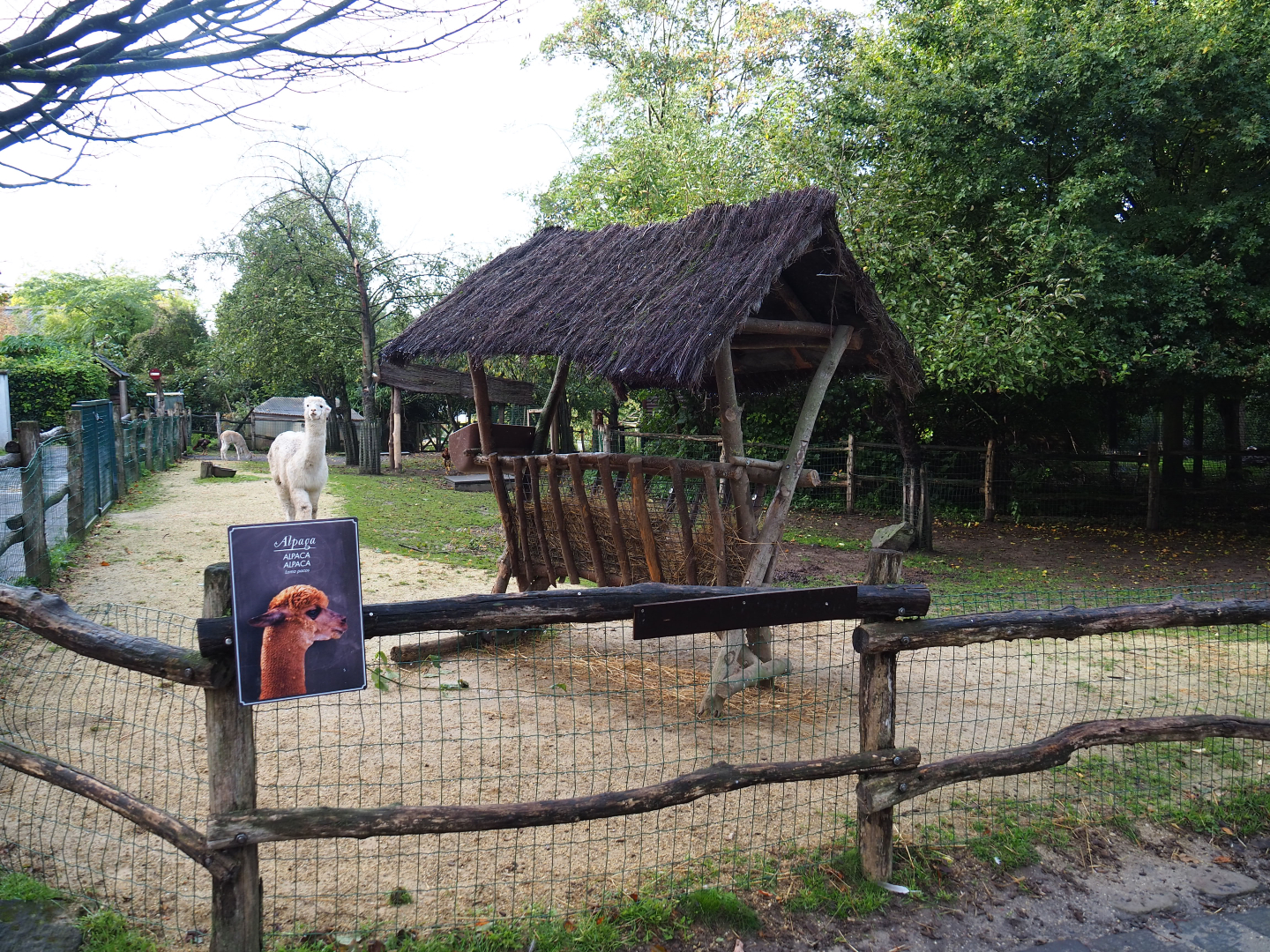Farm area - Alpaca paddock, 2019-10-04