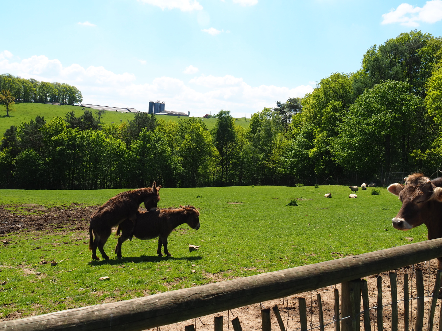 Farm area - Brown Swiss cow, Domestic donkey and Domestic sheep paddock, 2021-05-29