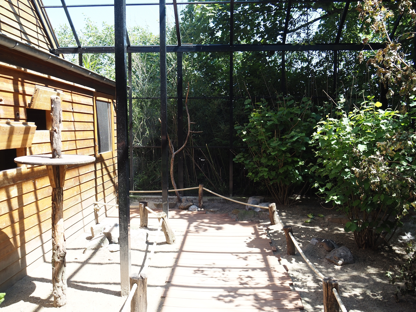 Farm area - Budgerigar walk-through aviary, 2024-06-08