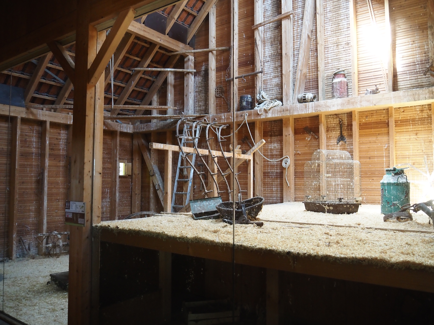 Farm area - Common barn owl exhibit in barn, 2024-06-08