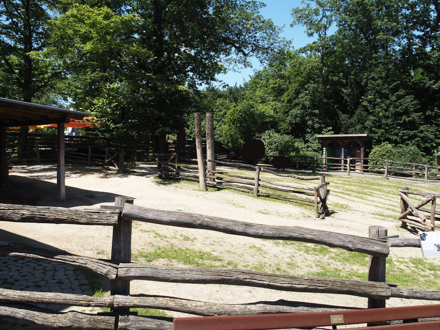 Farm area - Dahomey dwarf cattle paddock, 2024-06-08