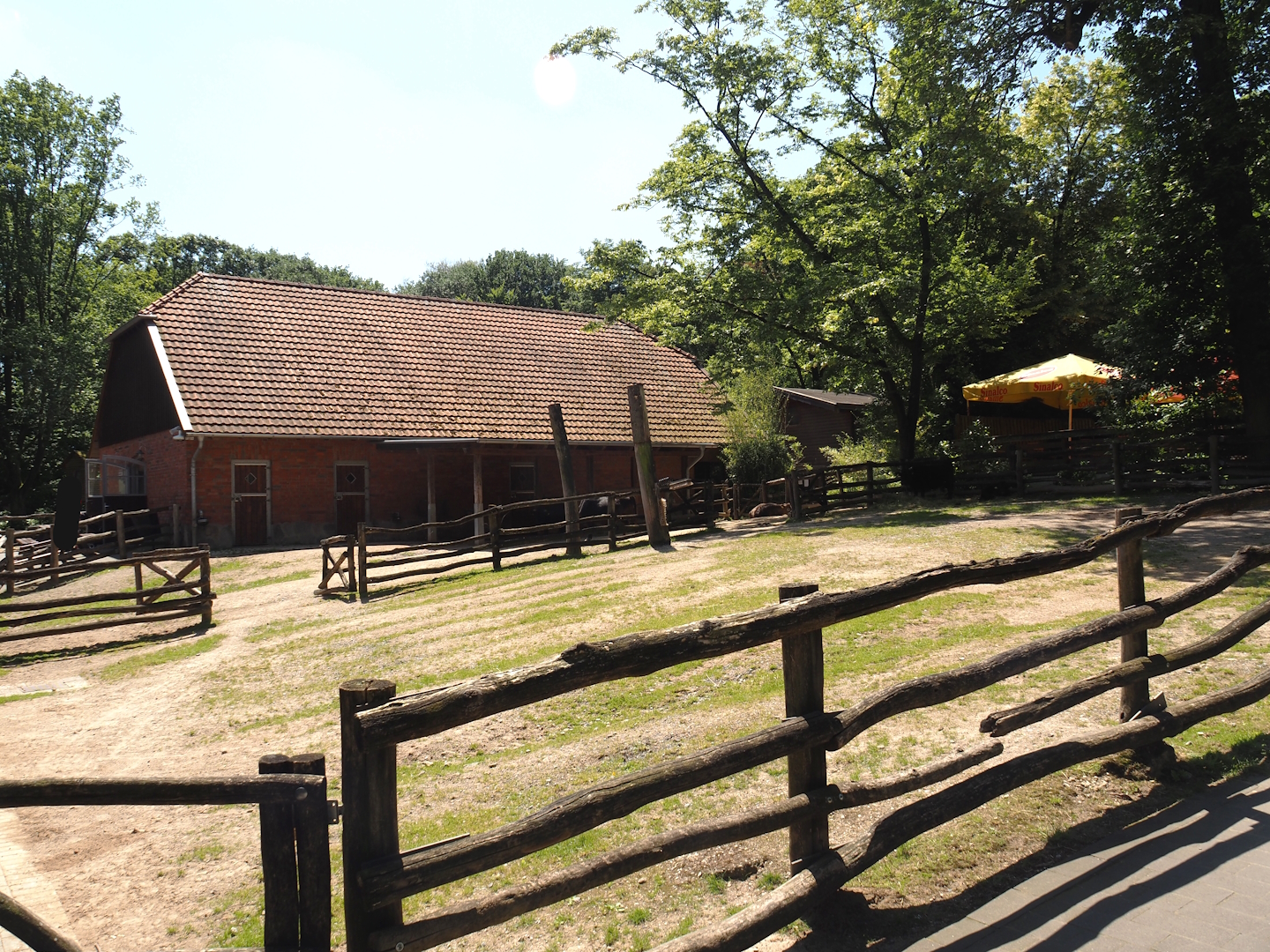 Farm area - Dahomey dwarf cattle paddock, 2024-06-08