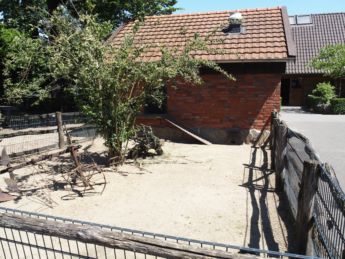 Farm area - Domestic guinea pig and chicken pen, 2024-06-08