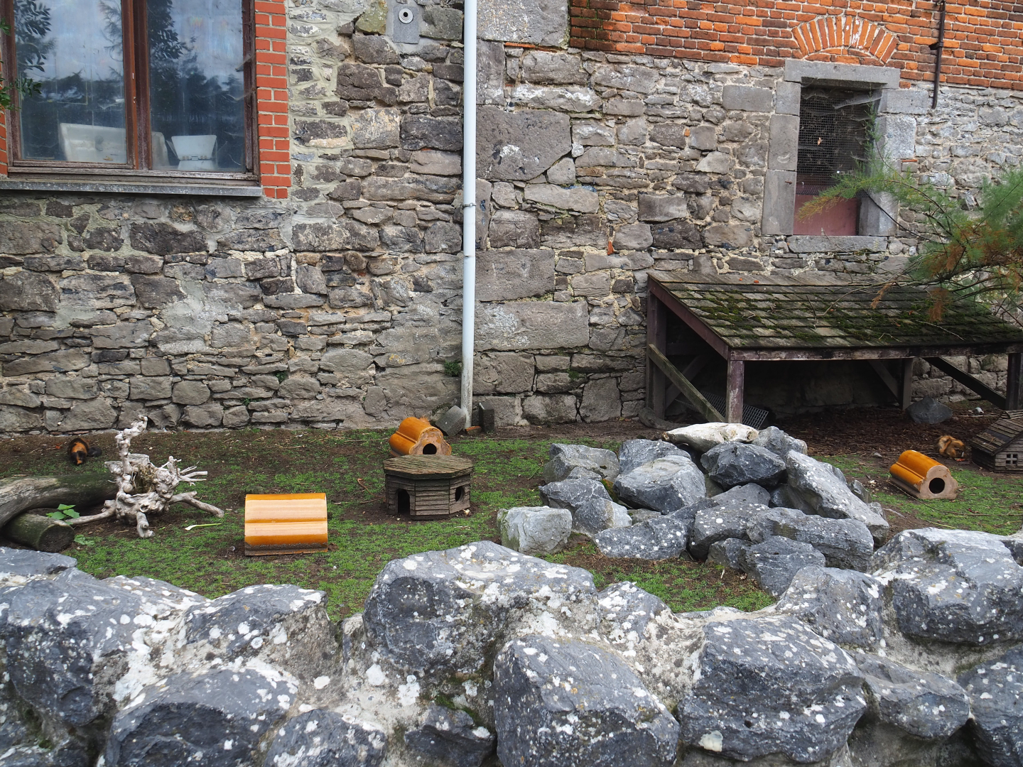 Farm area - Domestic guinea pig paddock, 2022-09-15