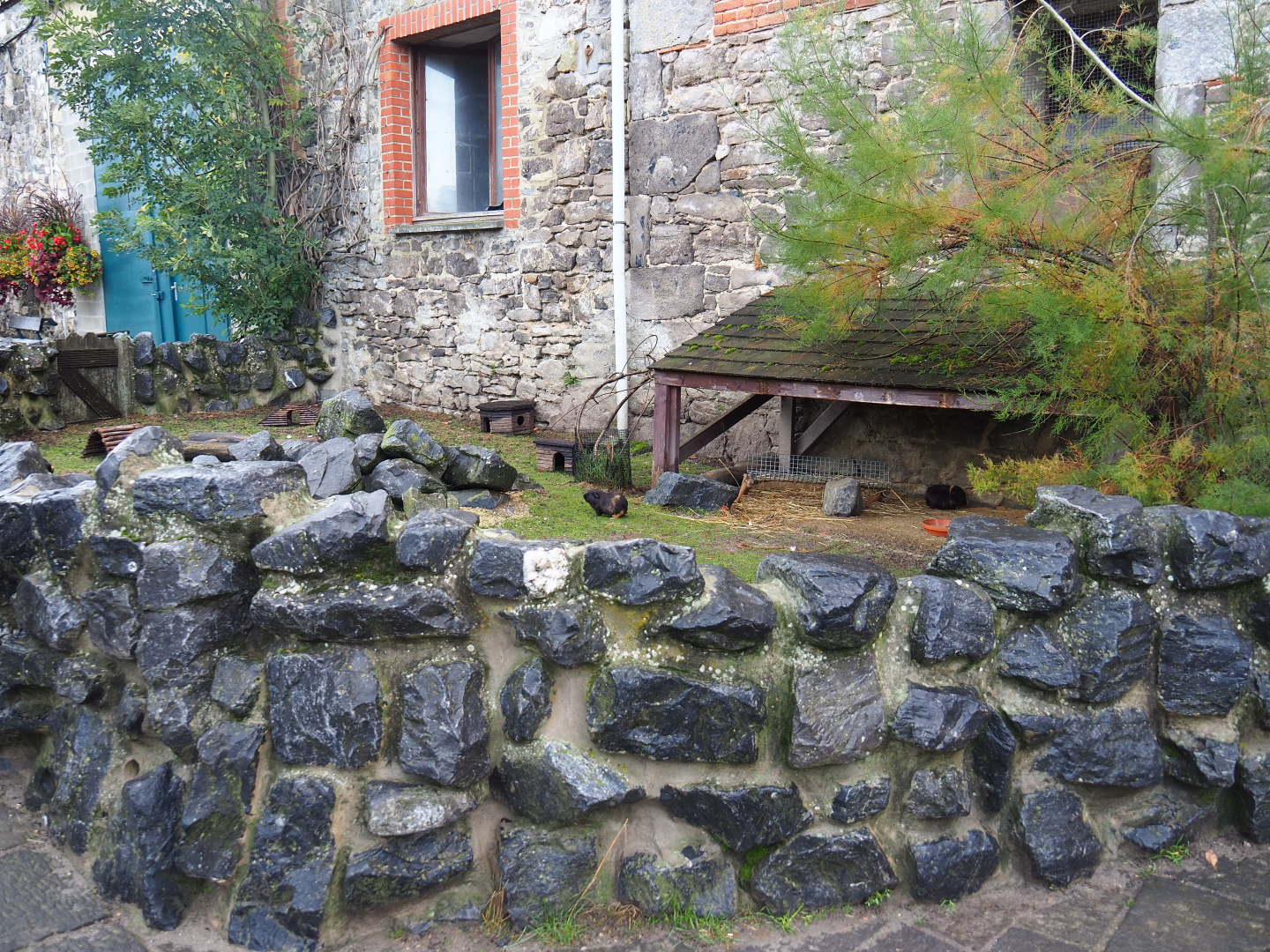 Farm area - Domestic guinea pig pen, 2019-10-04