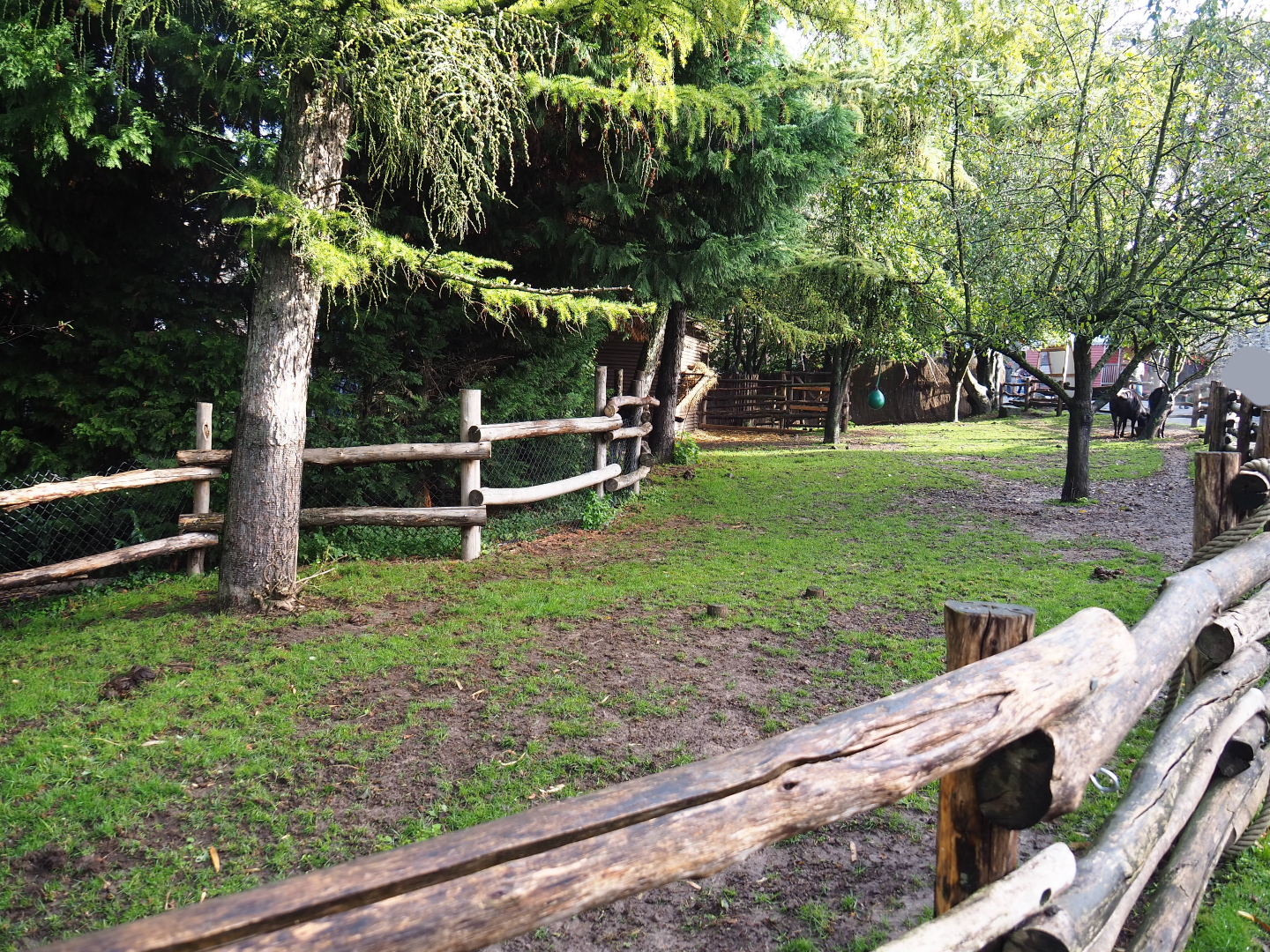 Farm area - Dwarf cattle paddock, 2019-10-04