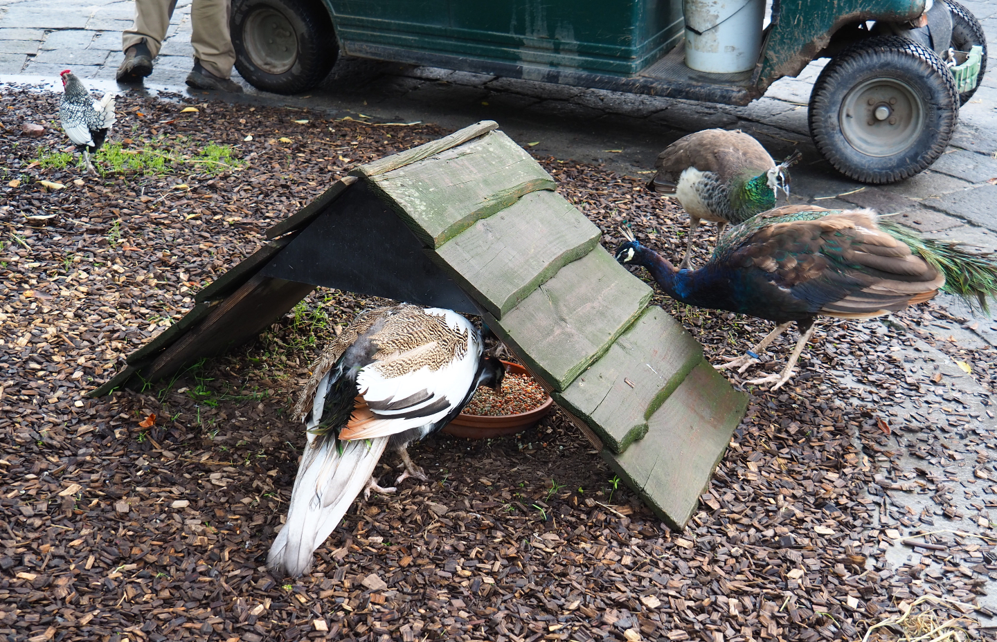Farm area - Free-ranging blue peafowl and chicken feeder, 2019-10-04